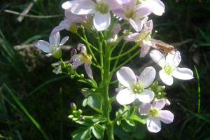 Cardamine  larges feuilles
