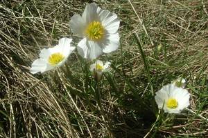 Photo : Renoncule des Pyrénées Renoncule des Pyrénées