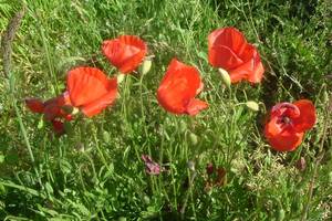 Coquelicot