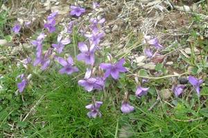 Violette cornue