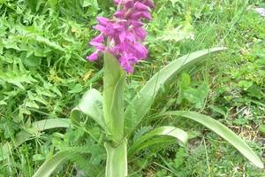 Photo : Orchis mâle Orchis mâle