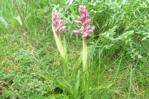 Photo : Orchis mâle Orchis mâle