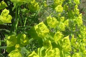 Euphorbe  feuilles dentes en scie