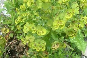 Photo : Euphorbe characias Euphorbe characias