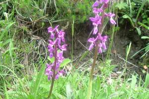 Photo : Orchis mâle Orchis mâle