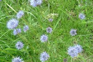 Jasione des montagnes