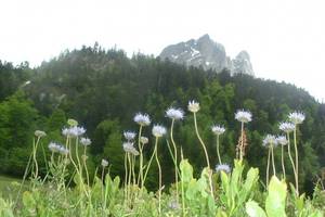 Jasione des montagnes