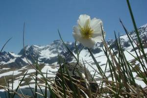 Photo : Renoncule des Pyrénées Renoncule des Pyrénées