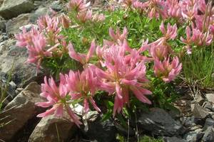 Photo : Trèfle des Alpes Trèfle des Alpes