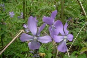 Violette cornue