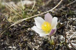 Photo : Pulsatille Pulsatille