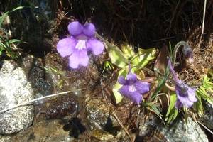 Photo : Grassette commune Grassette commune