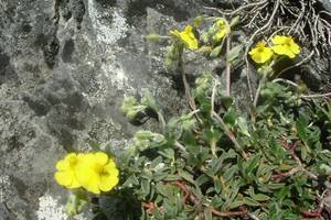 Hélianthème commun