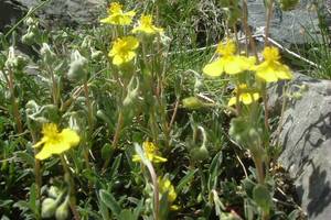 Hélianthème commun