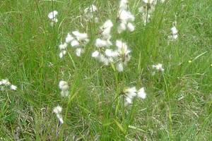 Linaigrette  feuilles troites