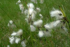 Linaigrette  feuilles troites