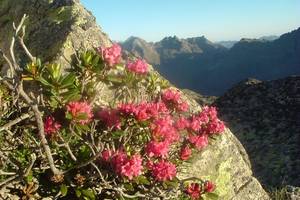 Rhododendron