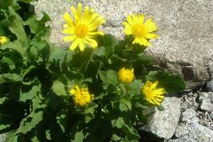 Doronic  grandes fleurs