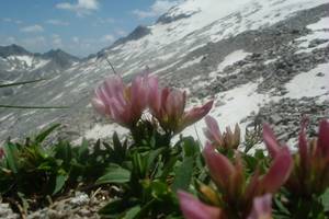 Photo : Trèfle des Alpes Trèfle des Alpes