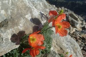 Photo : Pavot parfumé ou Pavot orange des Pyrénées Pavot parfumé ou Pavot orange des Pyrénées