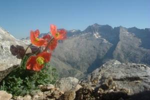 Photo : Pavot parfumé ou Pavot orange des Pyrénées Pavot parfumé ou Pavot orange des Pyrénées