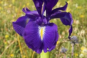 Iris