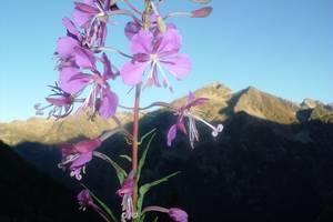 Epilobe  feuilles troites
