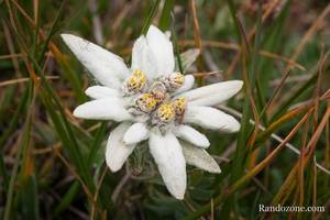 Edelweiss
