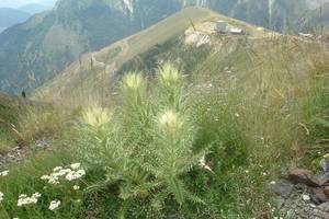 Photo : Cirse très épineux Cirse très épineux