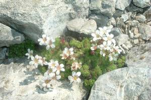 Saxifrage d'Irat