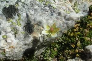 Saxifrage d'Irat