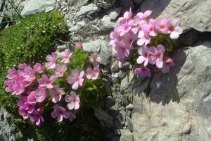Androsace cilie