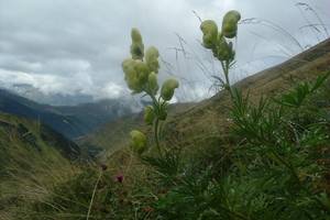 Photo : Aconit anthore Aconit anthore