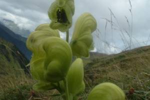 Photo : Aconit anthore Aconit anthore