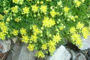 Photo : Saxifrage faux-aizoon Saxifrage faux-aizoon