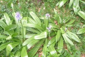 Jacinthe des Pyrnes