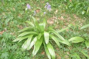Jacinthe des Pyrnes