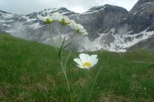 Photo : Renoncule des Pyrénées Renoncule des Pyrénées