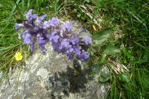 Bugle rampante