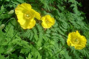 Meconopsis du Pays de Galles