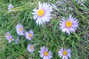 Aster des Alpes