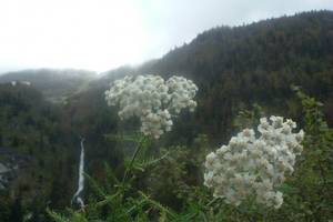 Photo : Achillée millefeuille Achillée millefeuille