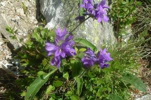 Campanule agglomre