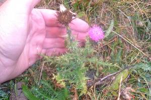 Photo : Cirse acaule Cirse acaule