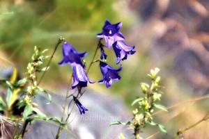 Campanules