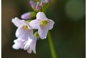 Photo : Cardamine des prés Cardamine des prés