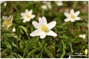 Anémone des bois ou Anémone sylvie