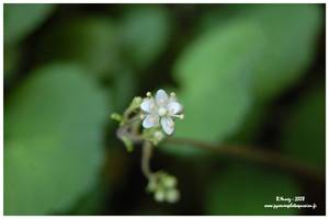 Fleur de la saxifrage hirsute