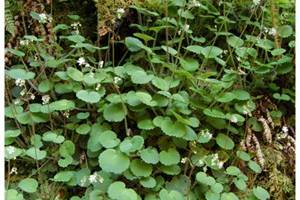 Saxifrage hirsute