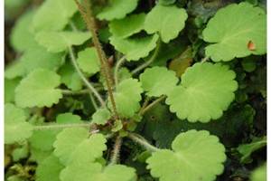 Saxifrage hirsute